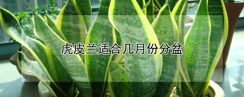 虎皮兰适合几月份分盆 虎皮兰几月份可以分盆