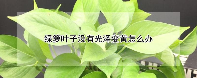 绿箩叶子没有光泽变黄怎么办 绿萝叶子没有光泽怎么办