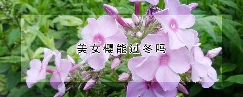 美女樱能过冬吗 美女樱能过冬天吗