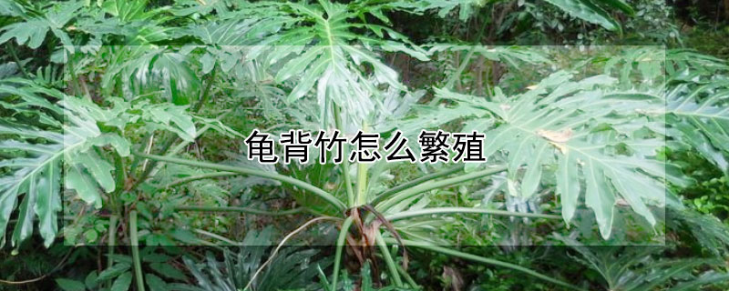 龟背竹怎么繁殖 龟背竹怎么繁殖扦插图解