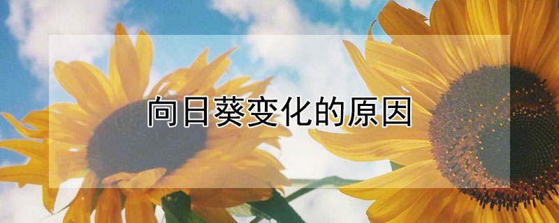 向日葵变化的原因（向日葵变化的原因简写）