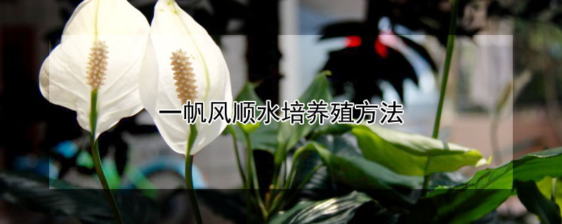一帆风顺水培养殖方法（一帆风顺水培养殖方法和注意事项）