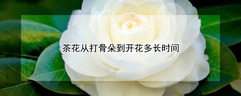 茶花从打骨朵到开花多长时间（茶花从打骨朵到开花多长时间开）