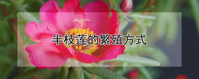 半枝莲的繁殖方式（半枝莲种子繁殖的最佳时间）
