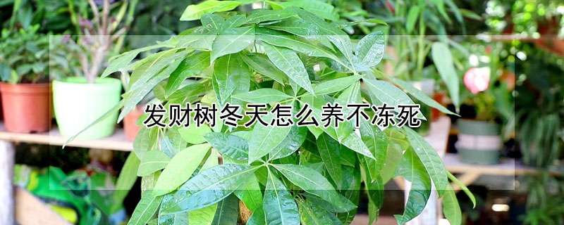 发财树冬天怎么养不冻死（发财树冬天怎么保暖）