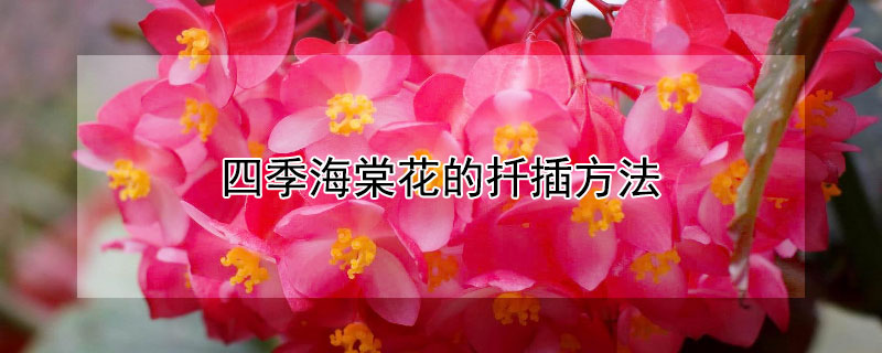 四季海棠花的扦插方法 四季海棠花的扦插方法和时间