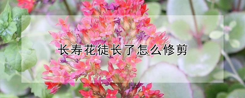 长寿花徒长了怎么修剪（长寿花徒长了怎么修剪图解）