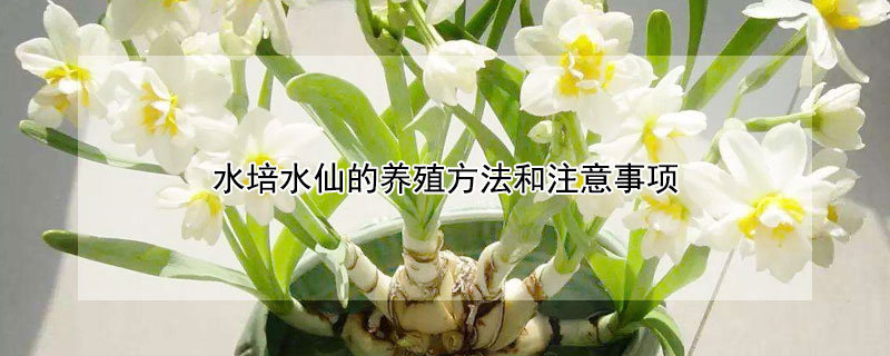 水培水仙的养殖方法和注意事项（水培水仙的养殖方法和注意事项）