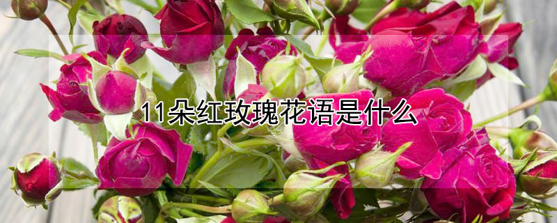 11朵红玫瑰花语是什么 11朵红玫瑰花语是什么意思