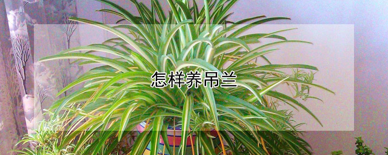 怎样养吊兰（怎样养吊兰能尽快抽枝开花）