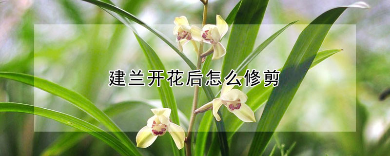 建兰开花后怎么修剪 建兰开花后怎么修剪图解