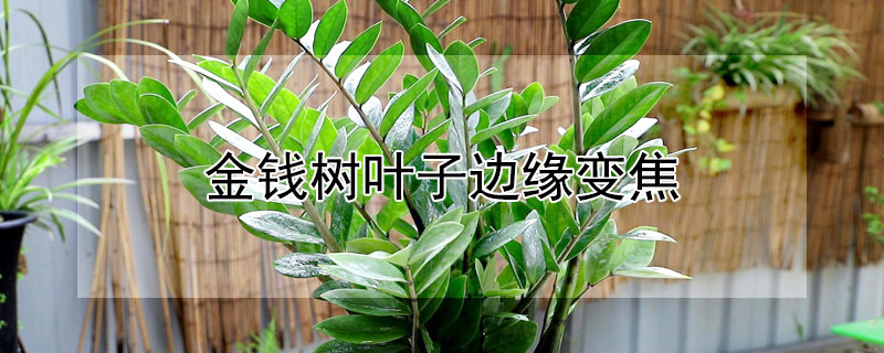 金钱树叶子边缘变焦 金钱树叶子边焦黄
