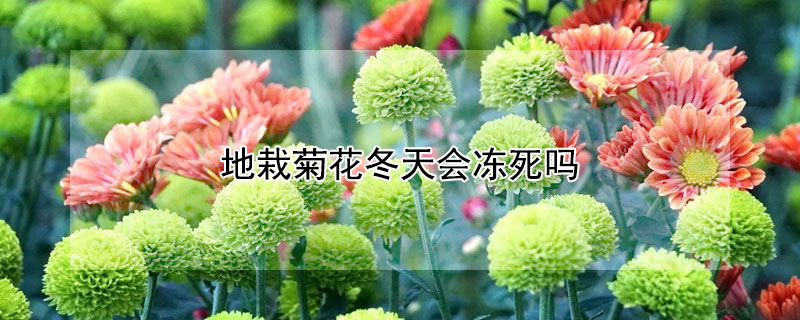 地栽菊花冬天会冻死吗 菊花冬天冻死了明年还能活吗