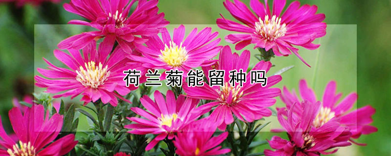 荷兰菊能留种吗（荷兰菊能留种吗图片）