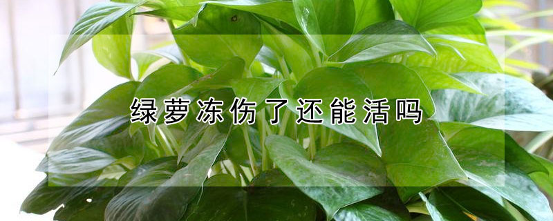 绿萝冻伤了还能活吗 绿萝冻伤了还能活吗视频