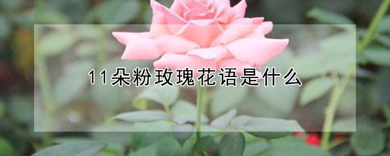 11朵粉玫瑰花语是什么 玫瑰花送几朵代表什么
