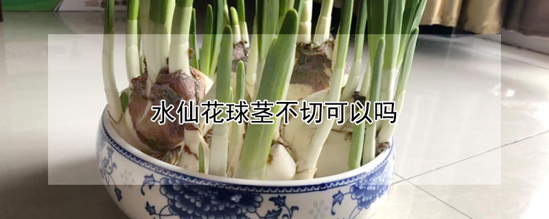 水仙花球茎不切可以吗 水仙花球茎不切可以吗怎么养