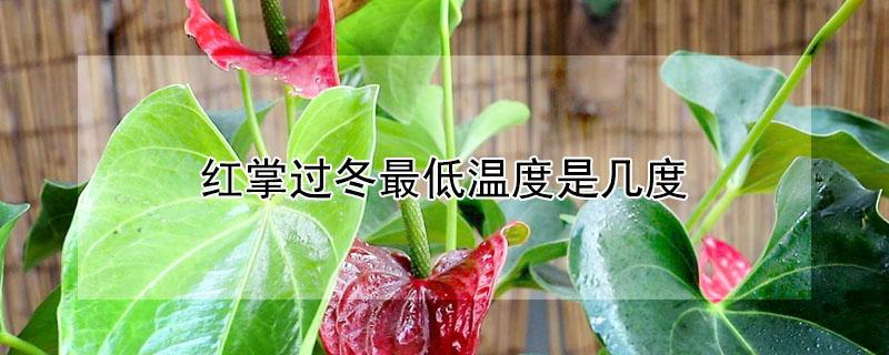 红掌过冬最低温度是几度（红掌的最低适应温度是多少）