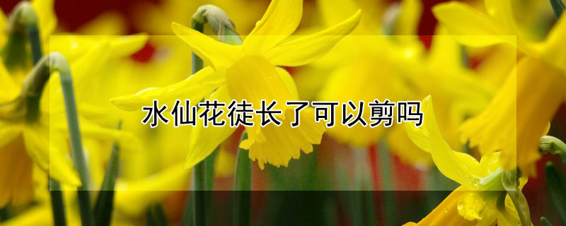 水仙花徒长了可以剪吗（水仙花徒长了可以剪吗视频）