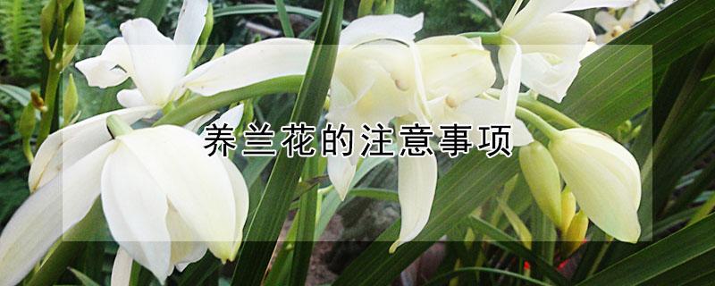 养兰花的注意事项（养兰花的注意事项和禁忌）