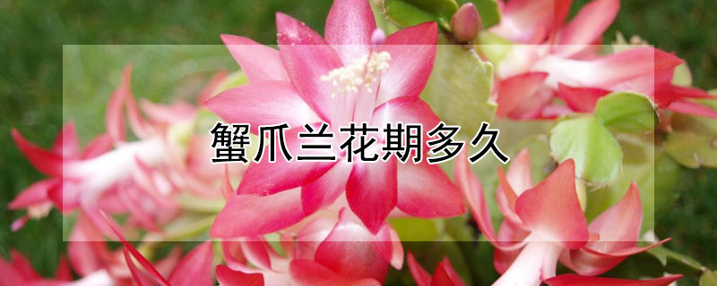 蟹爪兰花期多久（蟹爪兰花期多久开花）