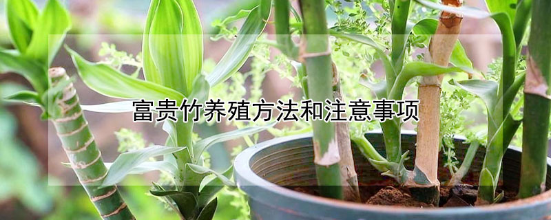 富贵竹养殖方法和注意事项 新买富贵竹的养殖方法和注意事项