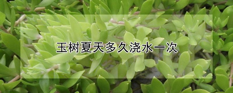 玉树夏天多久浇水一次 热天玉树多久浇一次水