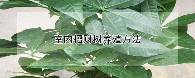 室内招财树养殖方法 招财树要怎么养才旺盛