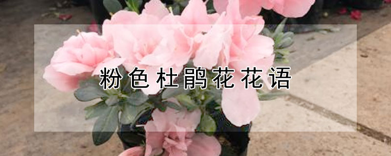 粉色杜鹃花花语 粉色杜鹃花花语和寓意是什么