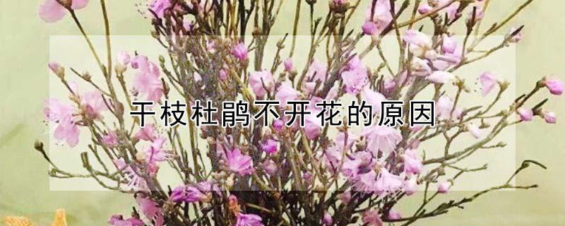 干枝杜鹃不开花的原因（干枝杜鹃不开花的原因有哪些）