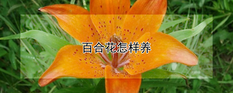 百合花怎样养（百合花怎样养才持久）
