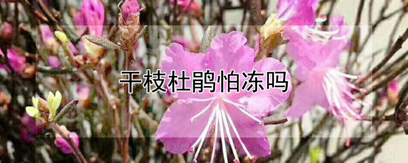 干枝杜鹃怕冻吗（干枝杜鹃可以冷冻存放么）