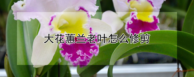 大花蕙兰老叶怎么修剪 大花蕙兰老叶怎么修剪图解