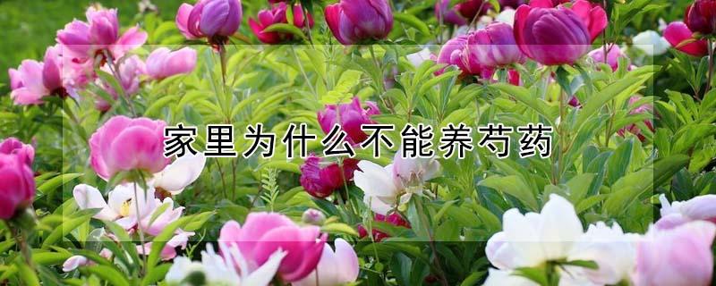 家里为什么不能养芍药（家里为什么不能养芍药花）
