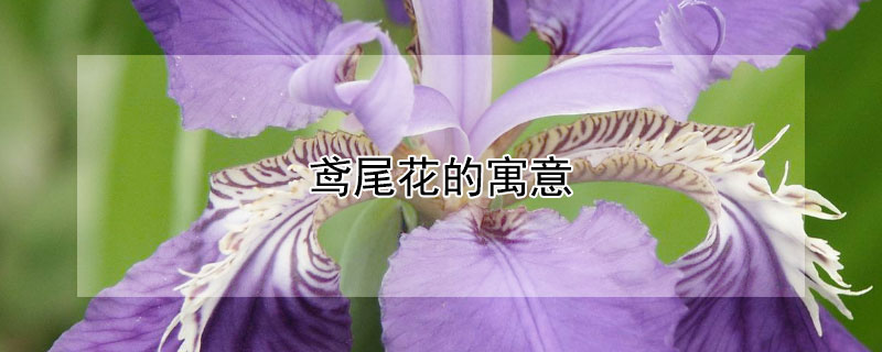 鸢尾花的寓意 鸢尾花的寓意和象征