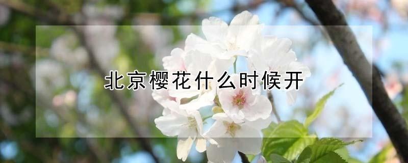 北京樱花什么时候开（2021年北京樱花几月开）