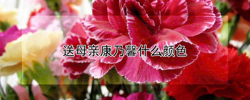 送母亲康乃馨什么颜色（送母亲康乃馨什么颜色和数量）