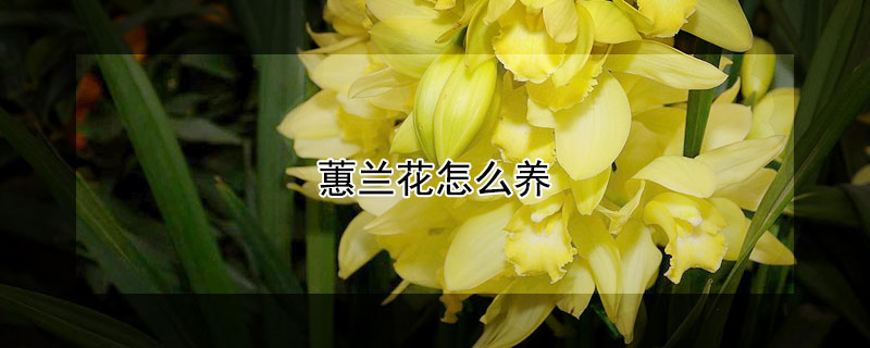 蕙兰花怎么养 蕙兰花怎么养才开花