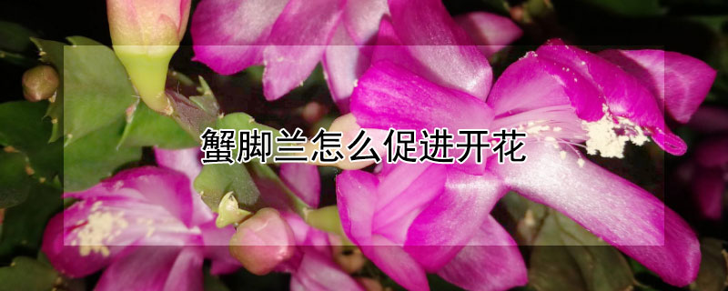 蟹脚兰怎么促进开花（蟹脚兰怎么才能开花）