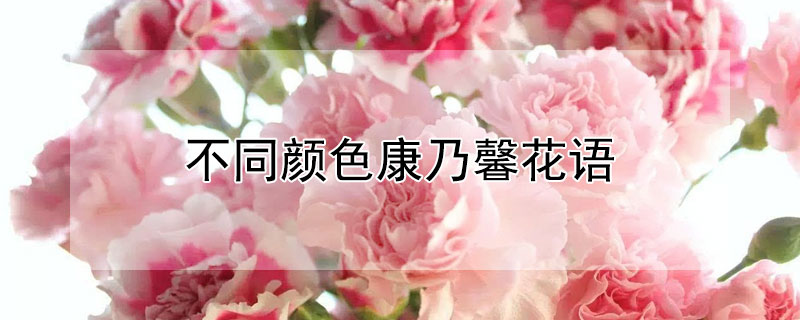 不同颜色康乃馨花语 不同颜色康乃馨花语和寓意