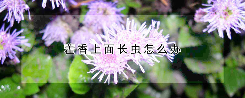 藿香上面长虫怎么办（藿香上面长虫怎么办啊）