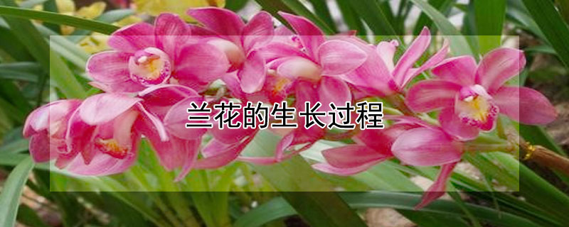 兰花的生长过程 兰花的生长过程作文400字