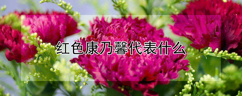 红色康乃馨代表什么 红色康乃馨代表什么意思能送老师吗