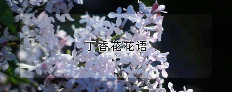 丁香花花语（白色丁香花花语）