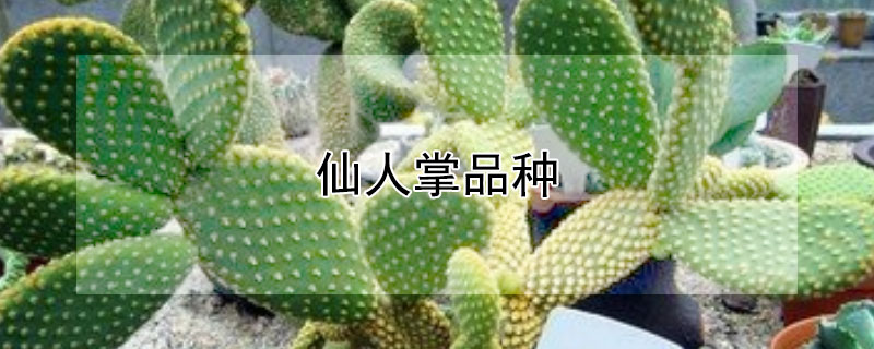 仙人掌品种 仙人掌品种大全图解