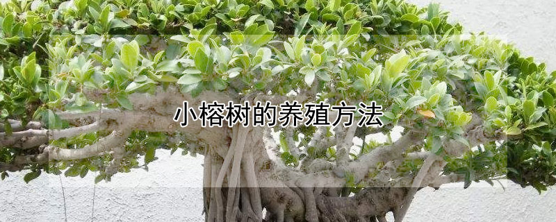 小榕树的养殖方法 小榕树的养殖方法和注意事项夏季小榕树