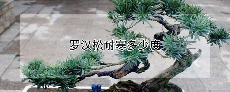 罗汉松耐寒多少度 罗汉松耐寒多少度最好养活