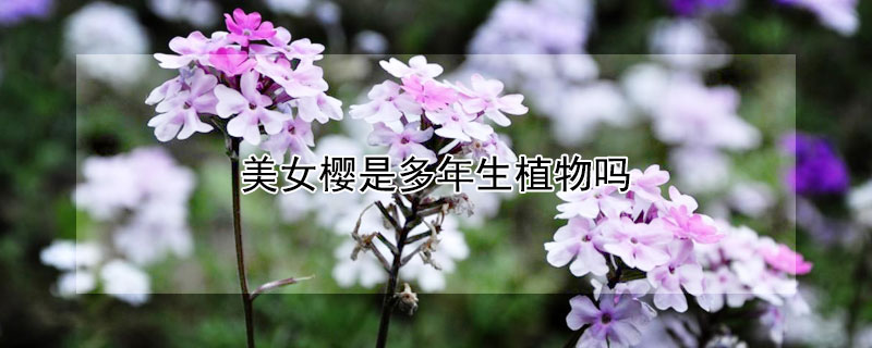 美女樱是多年生植物吗（美女樱是多年生植物吗?）