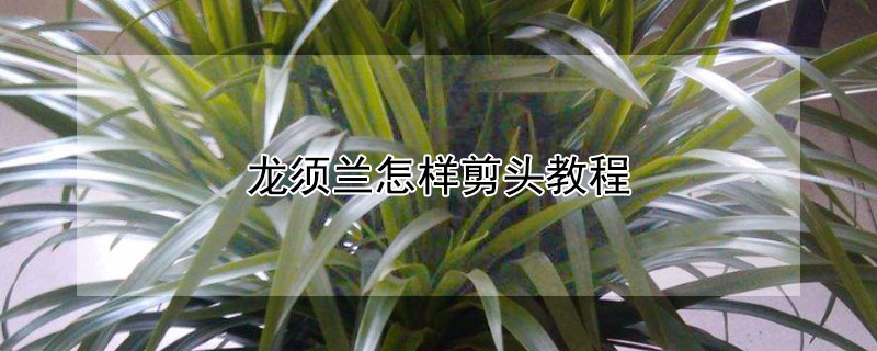 龙须兰怎样剪头教程 龙须树叶子发黄干枯怎么处理