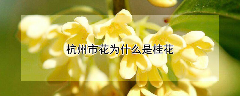杭州市花为什么是桂花 杭州市花为什么不是荷花